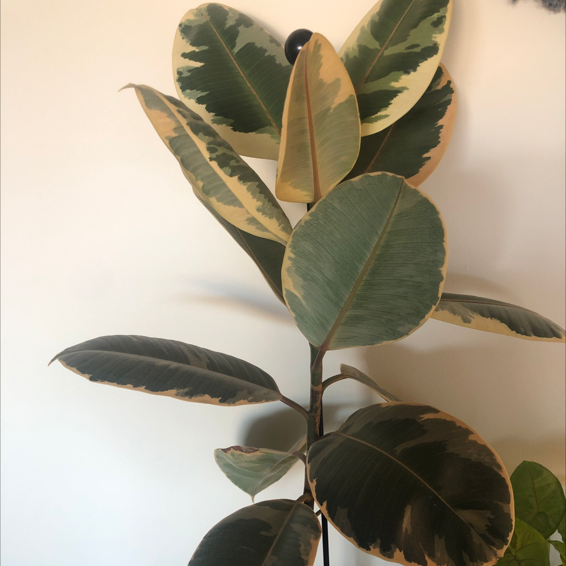 Rubber Plant plant photo by @sharnirose named Stripy on Greg, the plant care app.