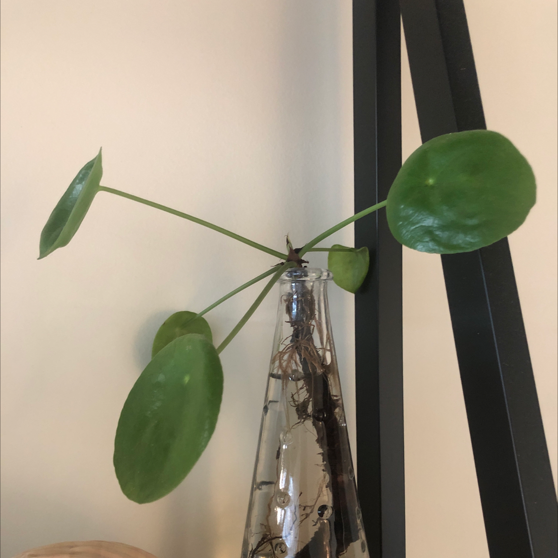 Chinese Money Plant plant photo by @sharnirose named Money tree on Greg, the plant care app.