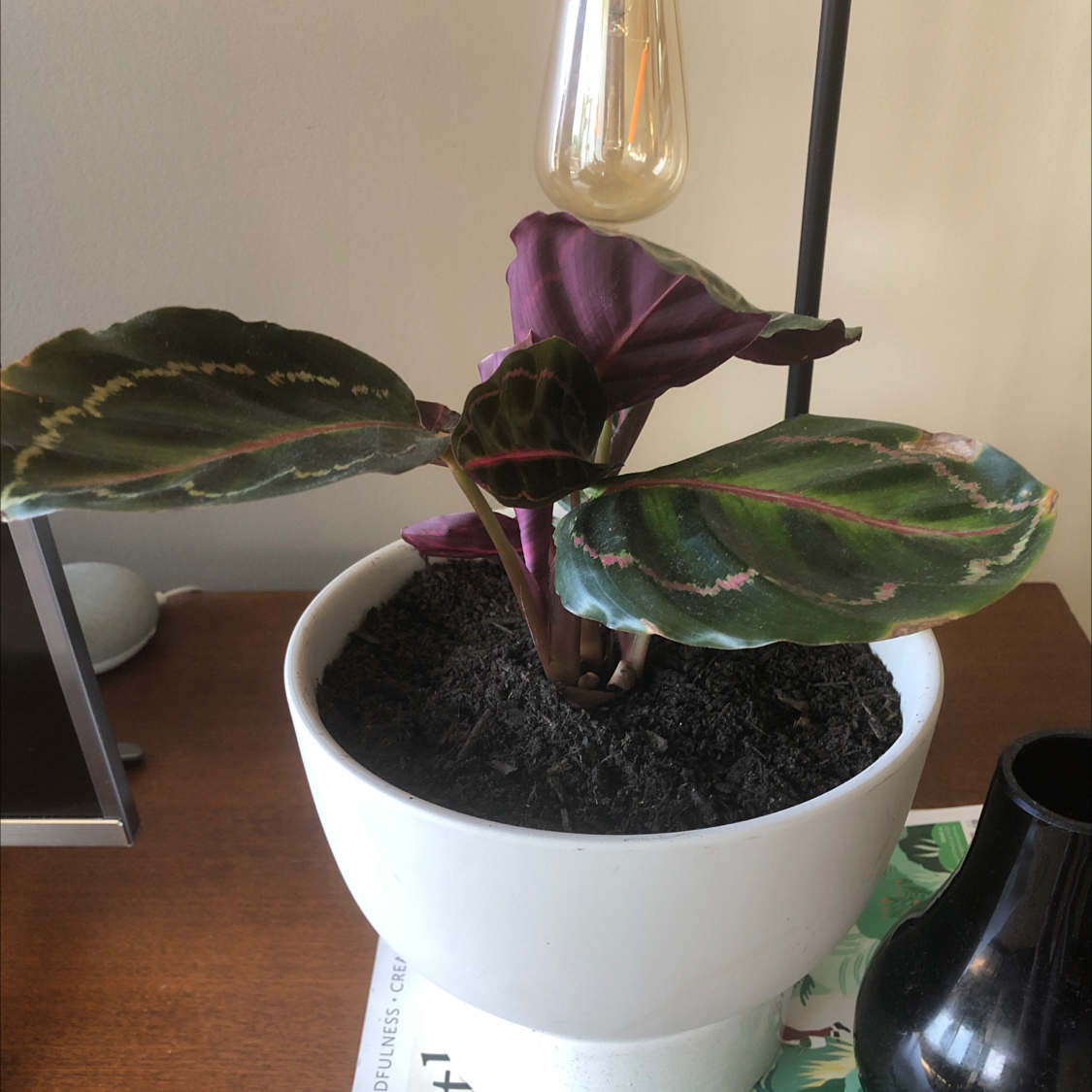 Rose Calathea plant photo by @sharnirose named Pilot on Greg, the plant care app.