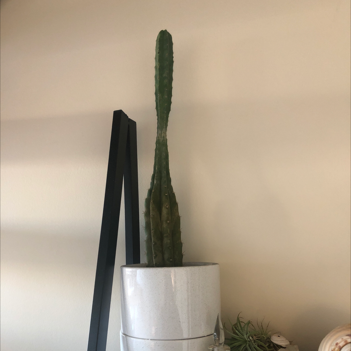 Pleated Cereus plant photo by @sharnirose named Spiky on Greg, the plant care app.