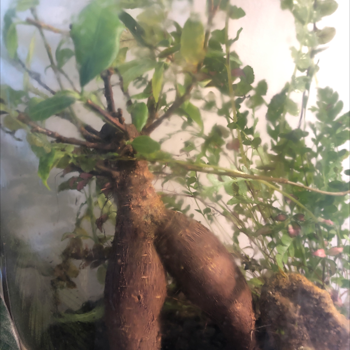 Photo of the plant species Fukien Tea Tree by @sharnirose named Bonsai on Greg, the plant care app