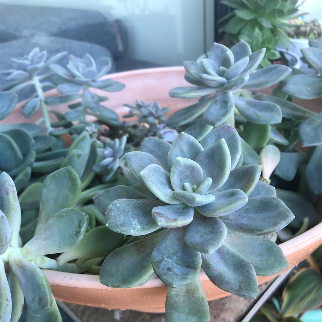 Ghost Plant plant photo by @sharnirose named Dusty on Greg, the plant care app.