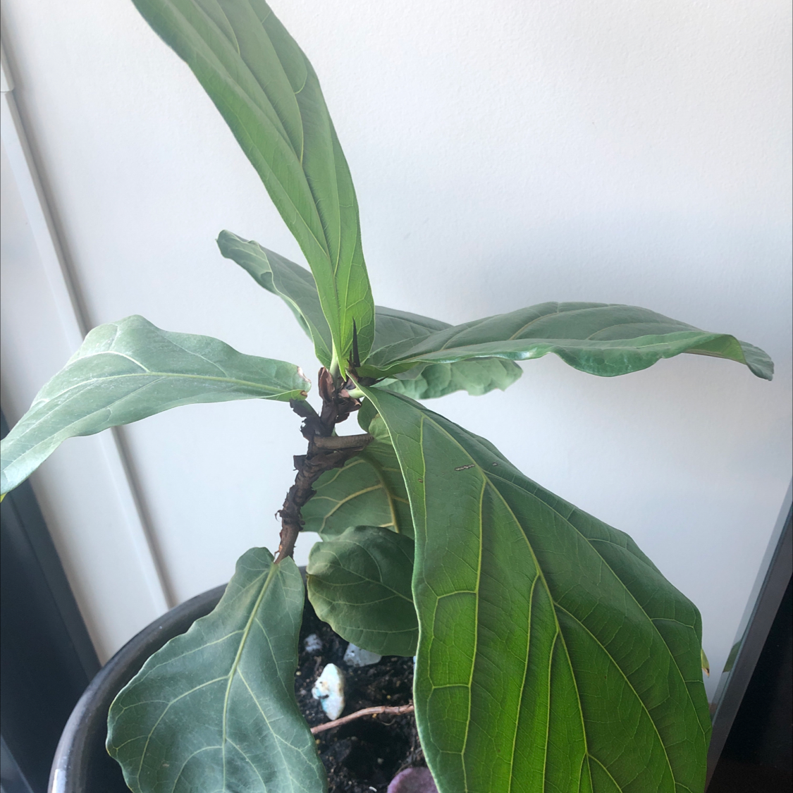 Fiddle Leaf Fig plant photo by @sharnirose named Fiddely on Greg, the plant care app.