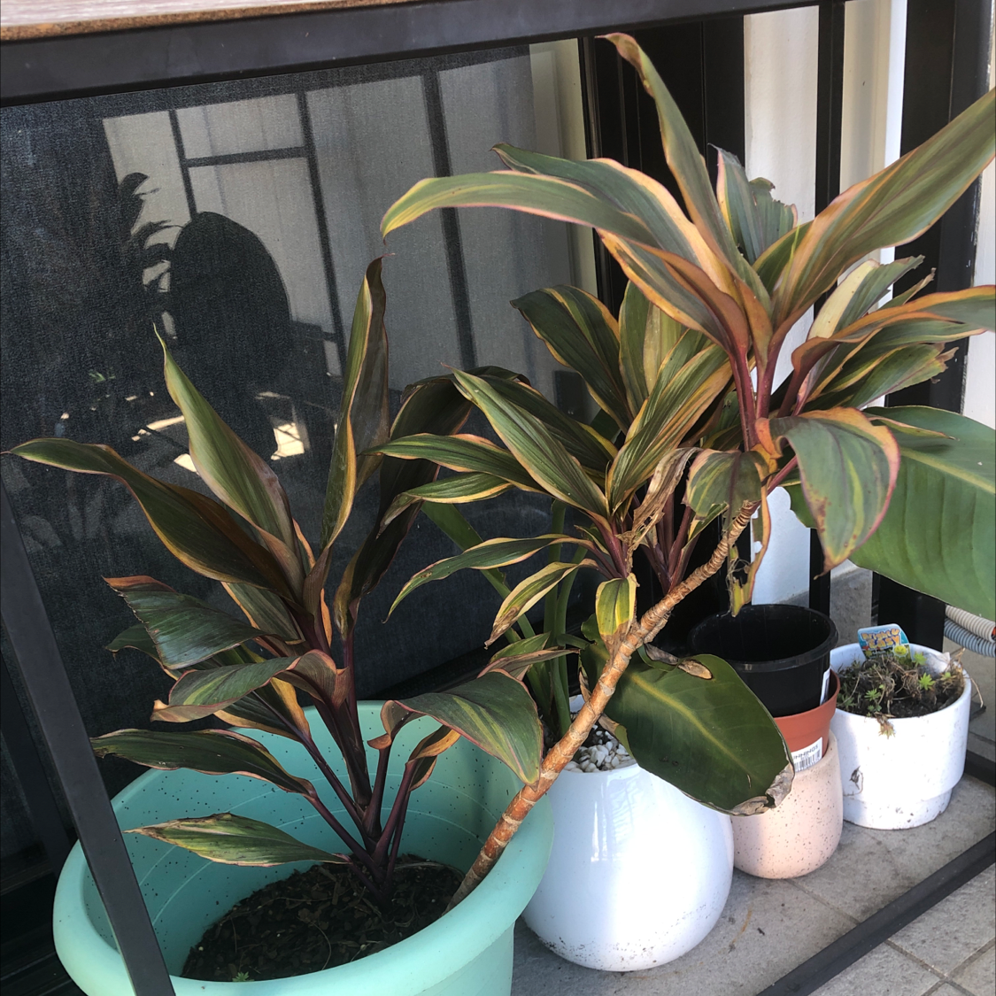 Ti Plant plant photo by @sharnirose named George on Greg, the plant care app.