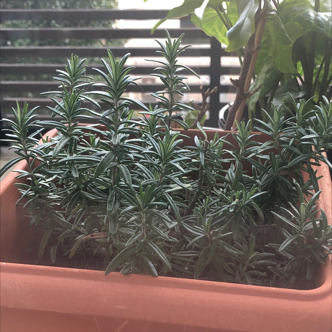 Rosemary plant photo by @sharnirose named Rosemary on Greg, the plant care app.