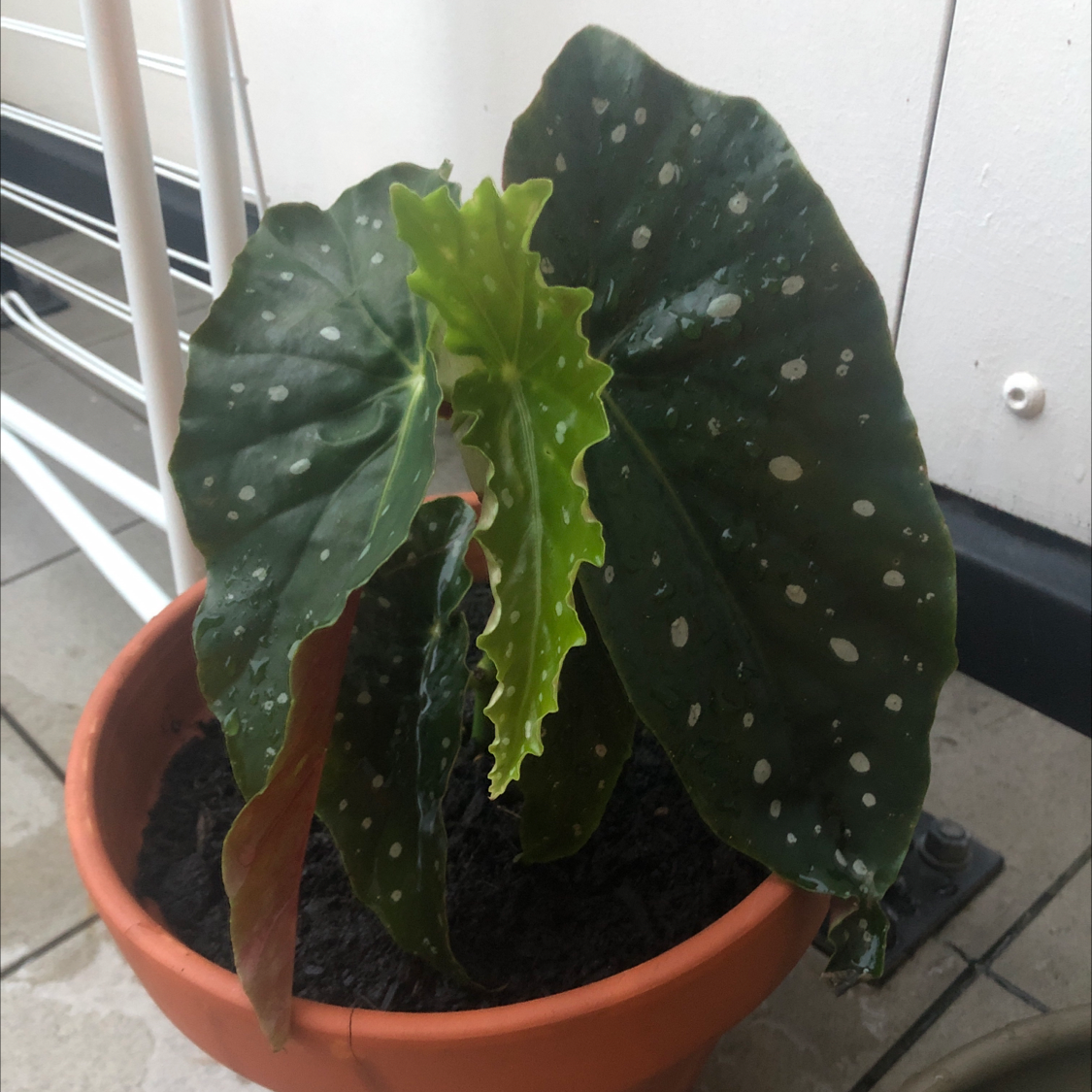 Polka Dot Begonia plant photo by @sharnirose named Spotty on Greg, the plant care app.