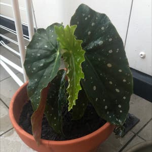 Spotted Begonia plant photo by @sharnirose named Spotty on Greg, the plant care app.