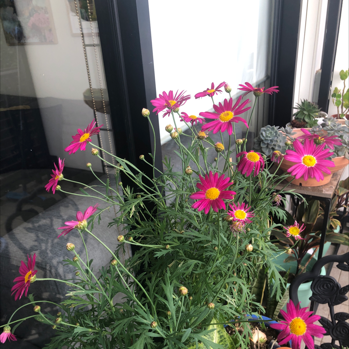 Photo of the plant species Marguerite by @sharnirose named Pretty on Greg, the plant care app