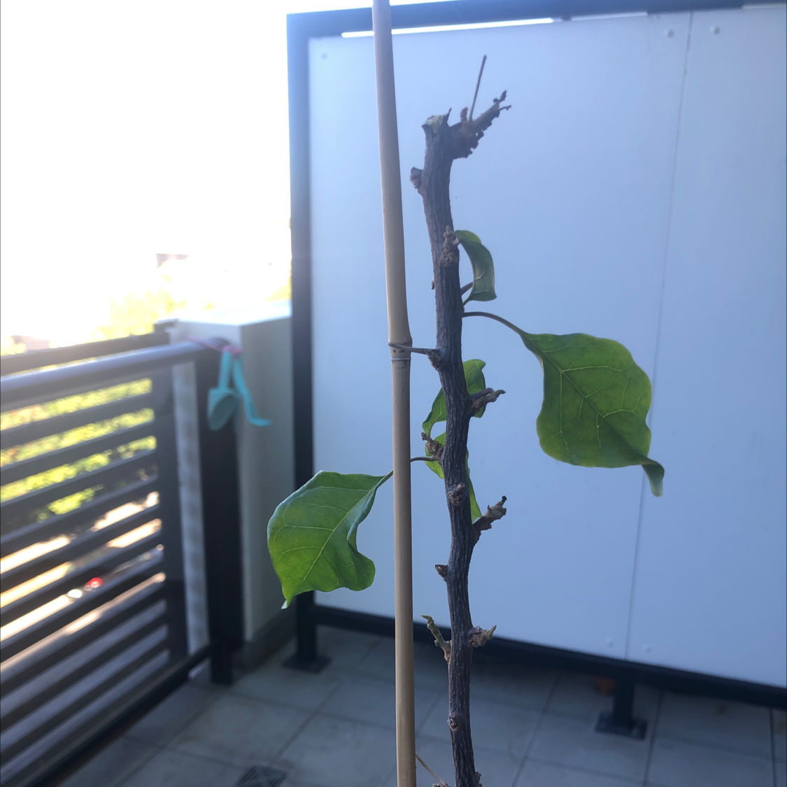 Photo of the plant species Lesser Bougainvillea by @sharnirose named Pinkie on Greg, the plant care app