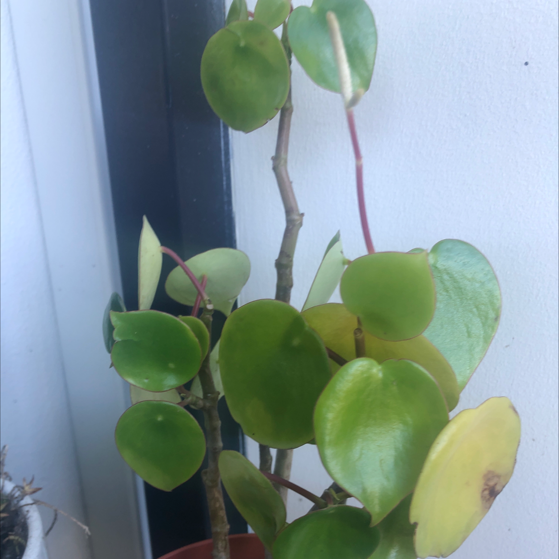 Vining Peperomia plant photo by @sharnirose named Pebble on Greg, the plant care app.