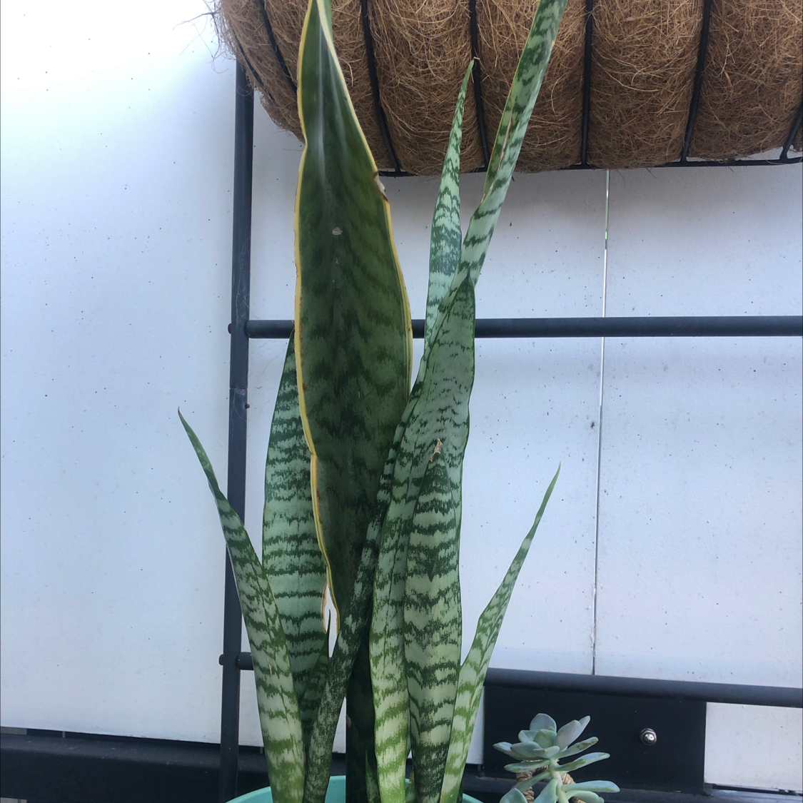 Snake Plant plant photo by @sharnirose named Snakey on Greg, the plant care app.