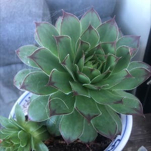 Hens and Chicks plant photo by @sharnirose named Spiral on Greg, the plant care app.