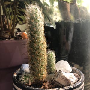 Mammillaria Elongata plant photo by @sharnirose named Love Cactus on Greg, the plant care app.