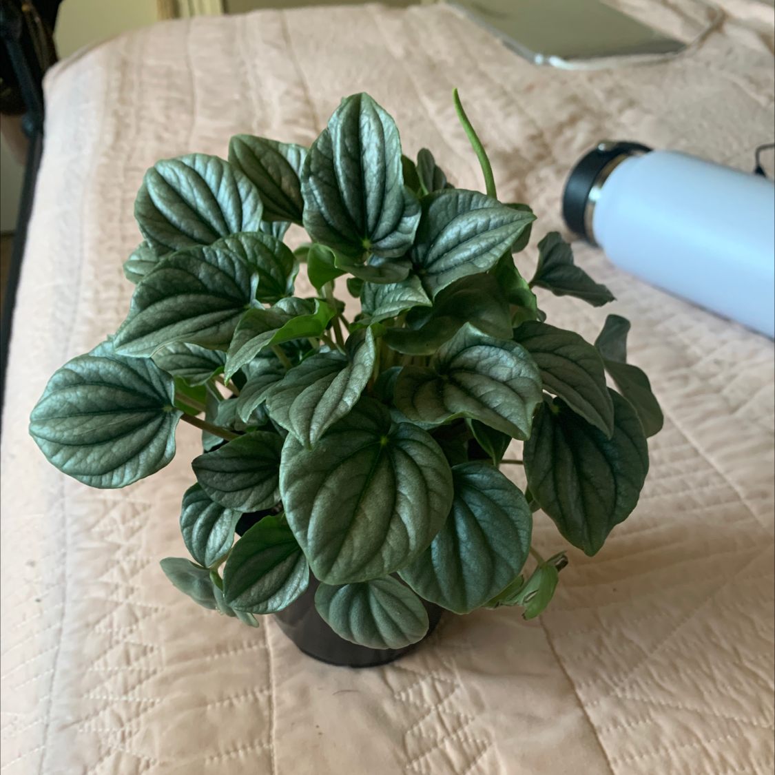 Peperomia Caperata plant photo by @kambelllee named Your plant on Greg, the plant care app.