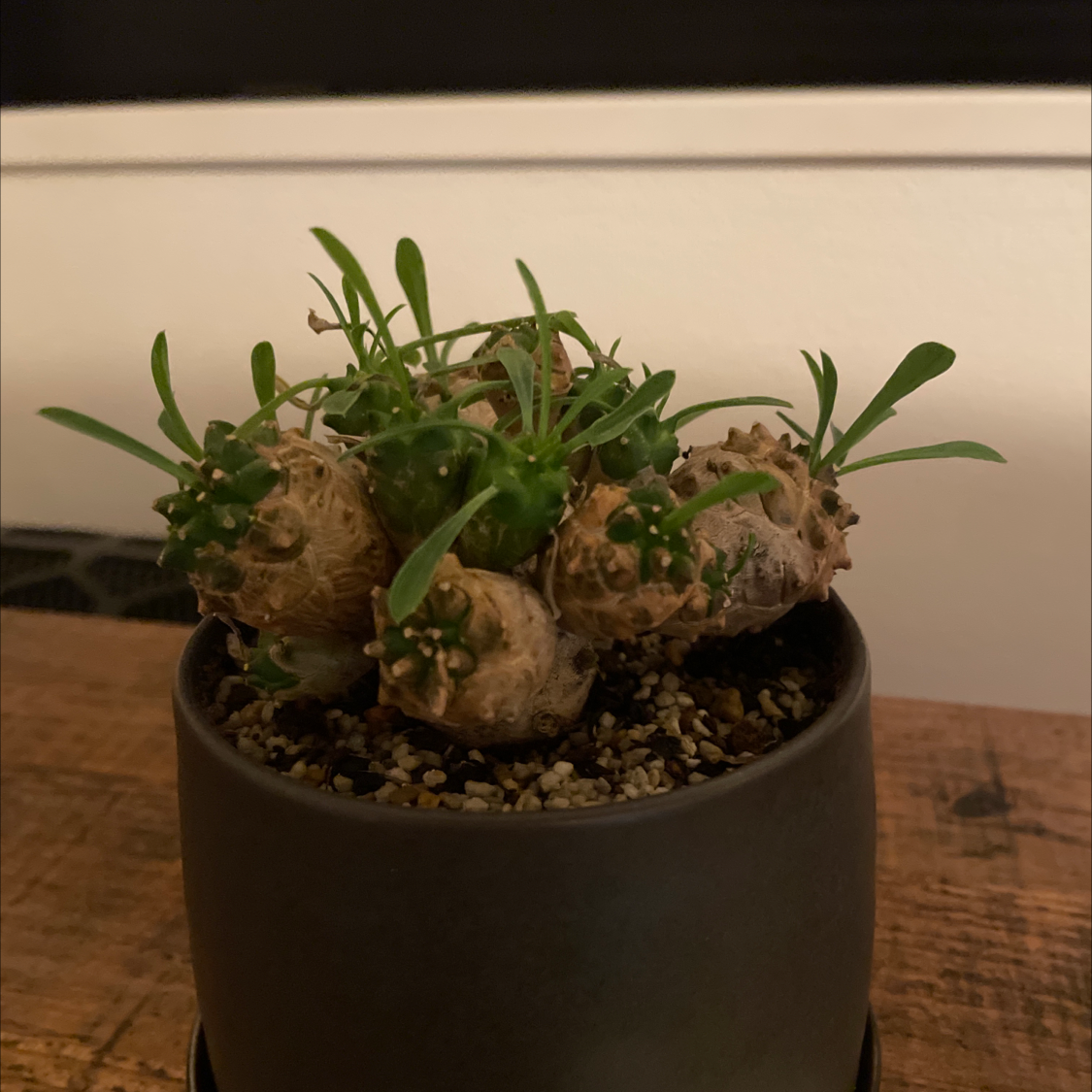 Photo of the plant species Euphorbia Gabizan by @surume named 峨眉山 on Greg, the plant care app