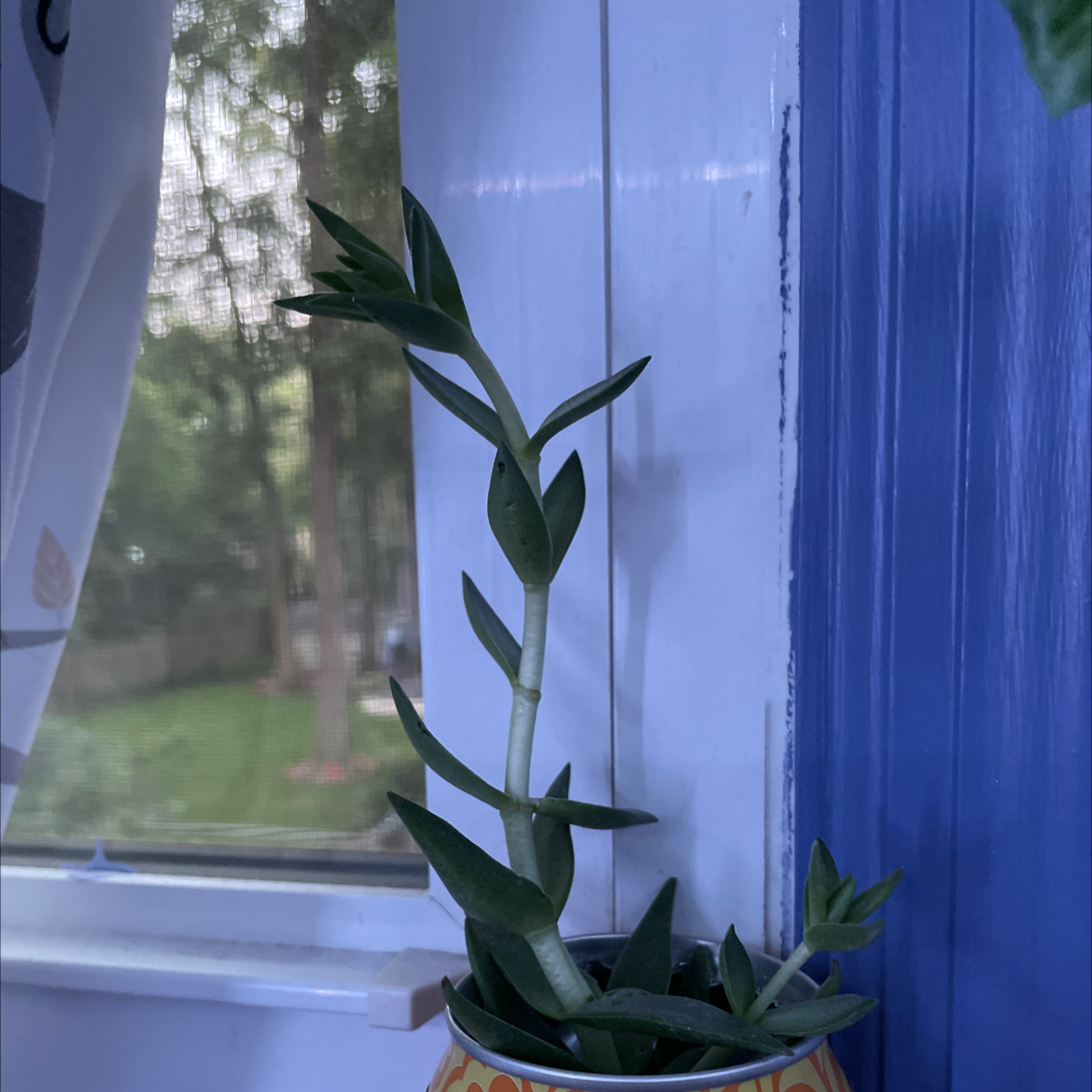 Curly Jade Succulent in a decorative pot near a window, appears healthy.