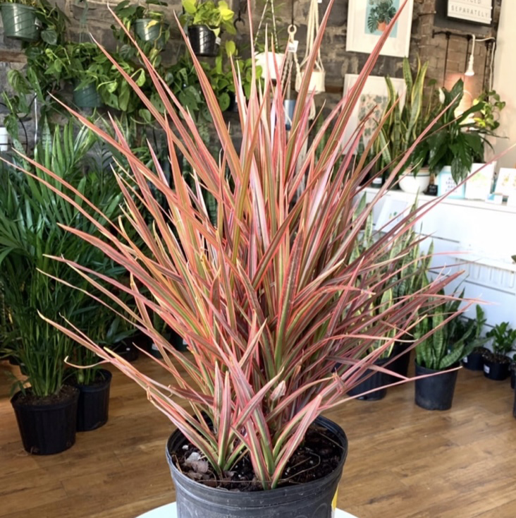 Dracaena plant with reddish leaves in a pot, indoors with other plants.