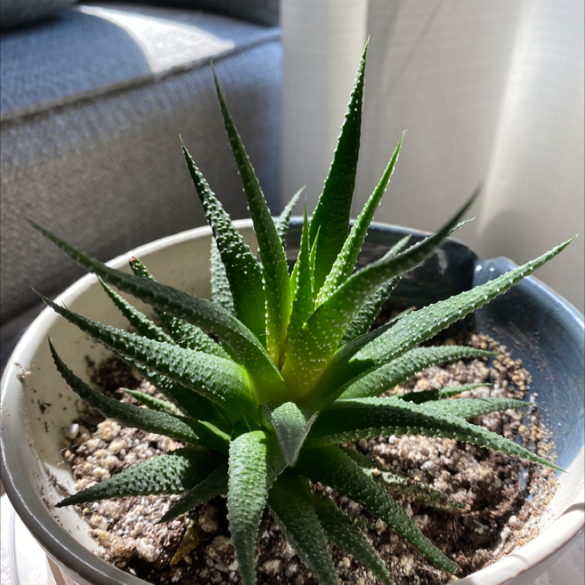 Zebra Plant plant photo by @meaghanashleigh named Winston on Greg, the plant care app.