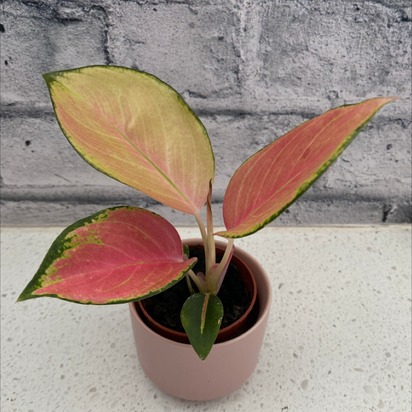 Chinese Evergreen Valentine plant with pink and green leaves in a small pot.