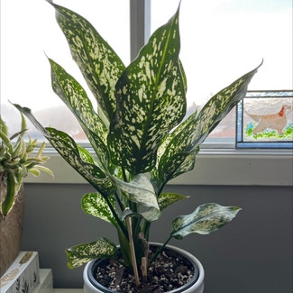 Chinese Evergreen plant in Kingston, Ontario