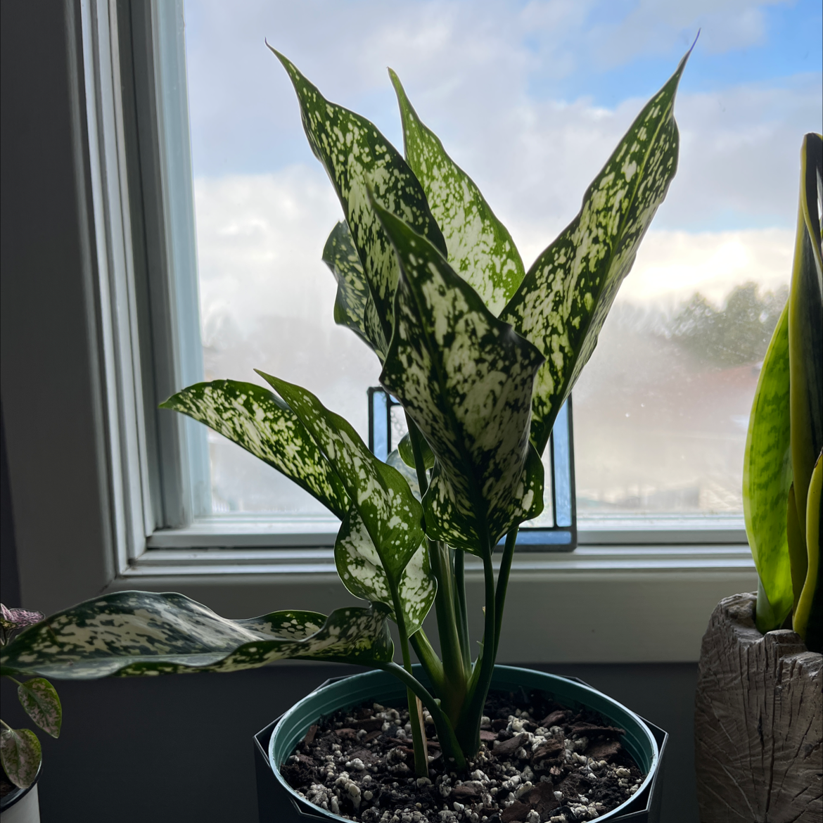 Aglaonema 'Spring Snow' plant with variegated leaves in a pot near a window.