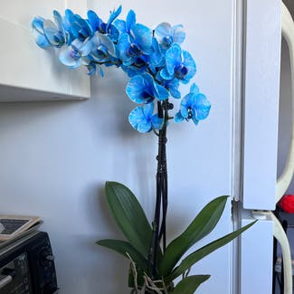Phalaenopsis Orchid plant in Kingston, Ontario