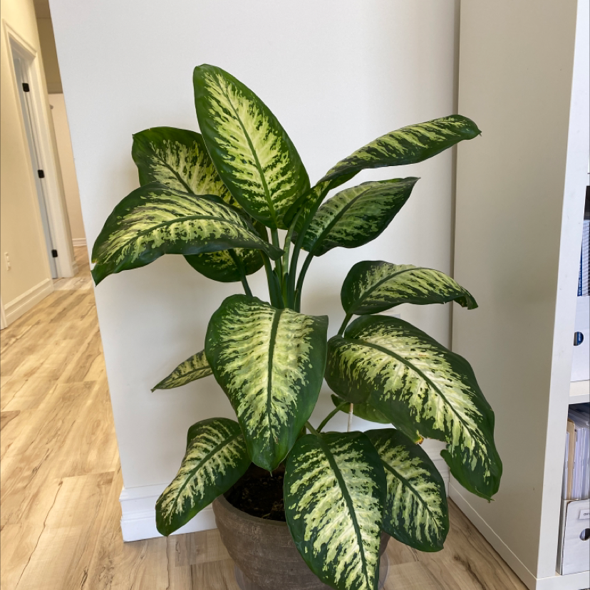Photo of the plant species Dieffenbachia by @meaghanashleigh named Dave on Greg, the plant care app
