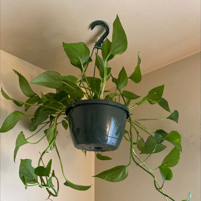 Taro Vine plant photo by Abygail named Polly on Greg, the plant care app.