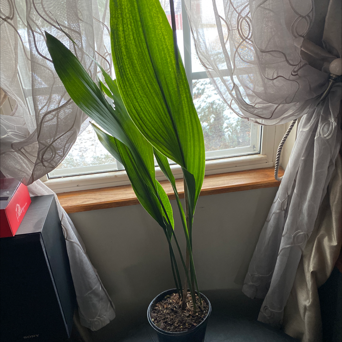 Cast Iron Plant indoors near a window with healthy green leaves.