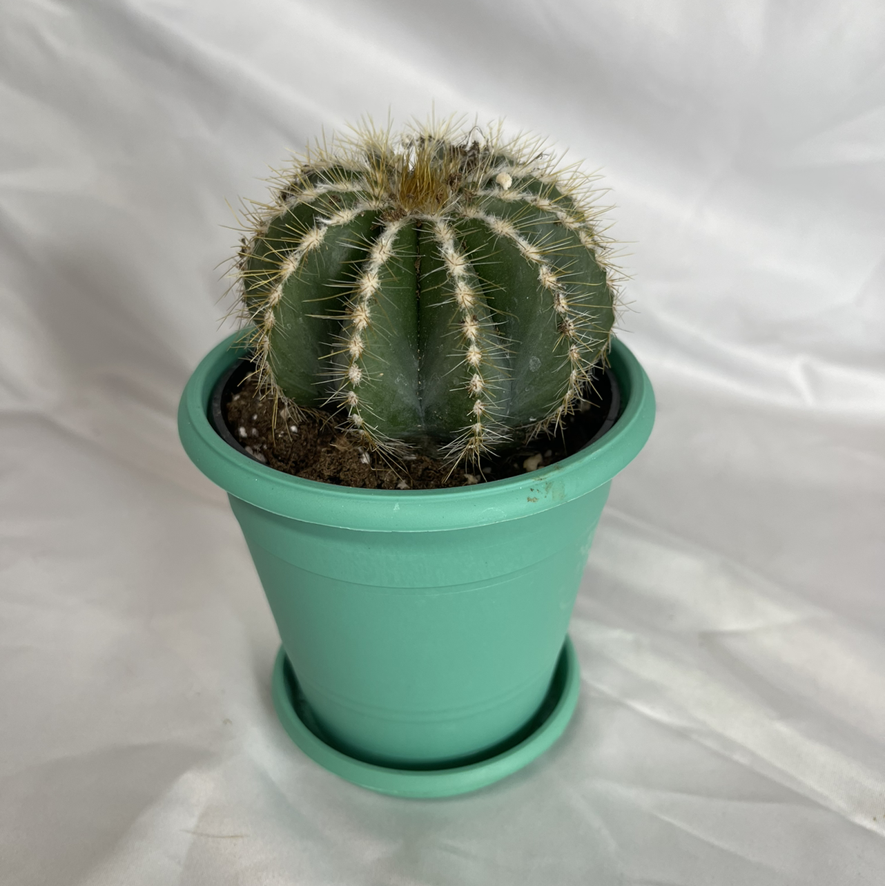 Balloon Cactus in a green pot, well-centered and healthy.