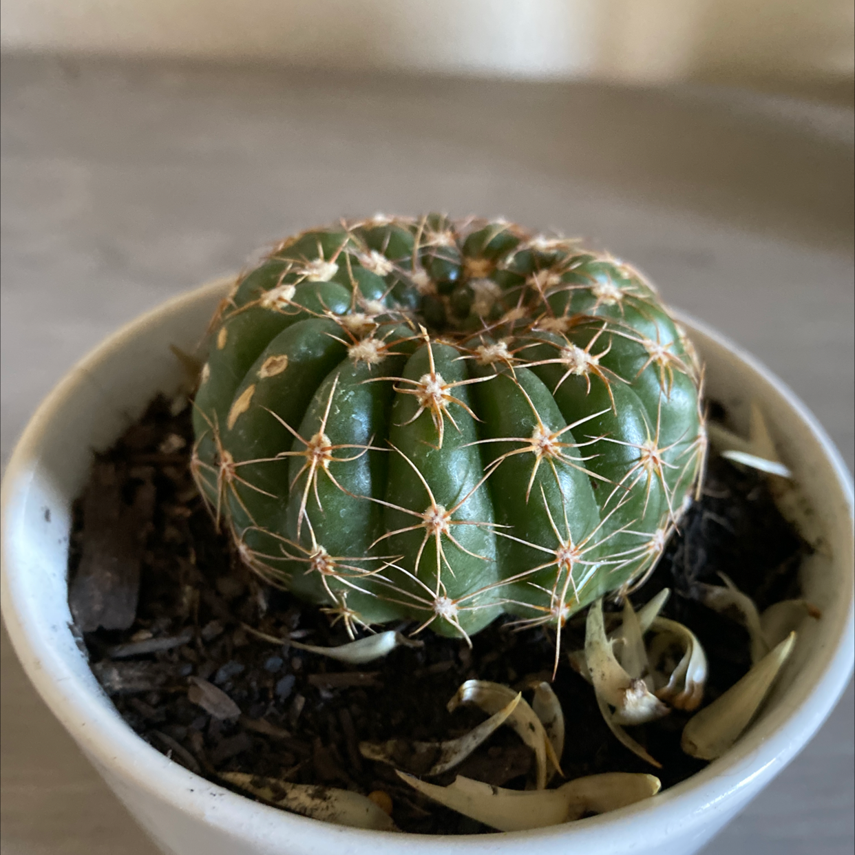 Balloon Cactus in a small pot with visible soil and some dried leaves around the base.