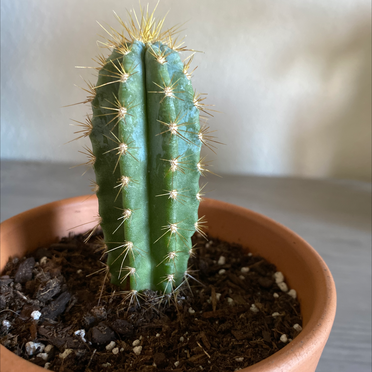 Columnar Cactus in a terracotta pot with visible soil, appearing healthy.