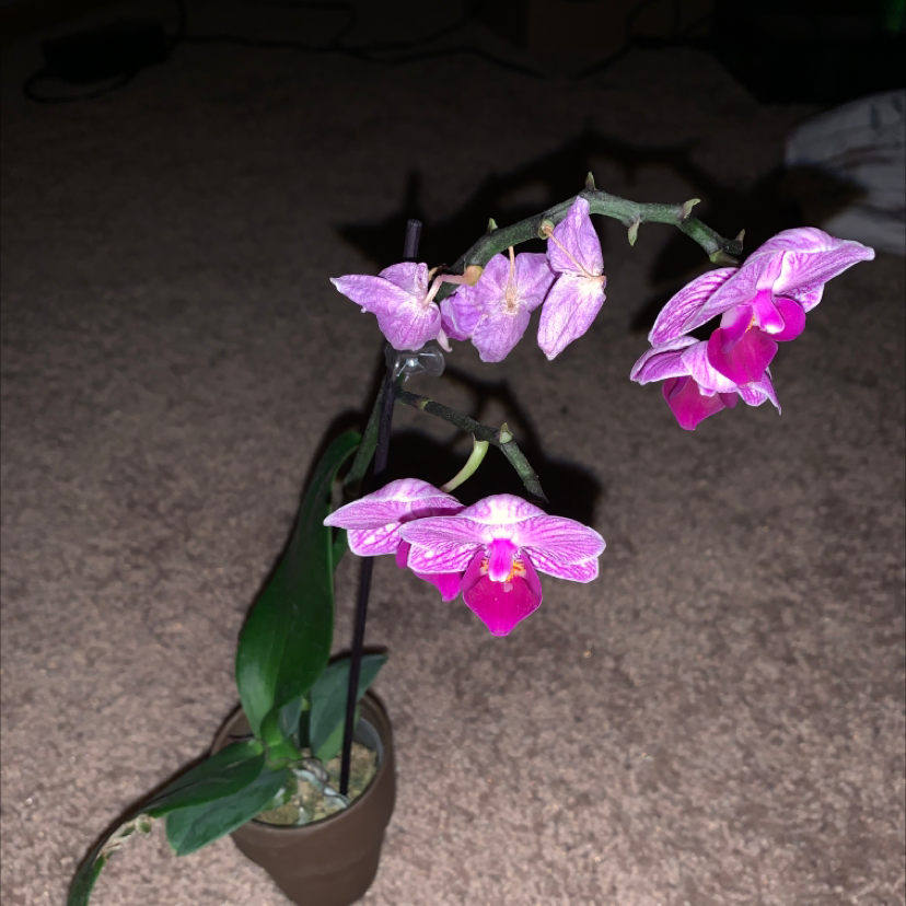 Photo of the plant species Doritis pulcherrima by @loralei named violet on Greg, the plant care app