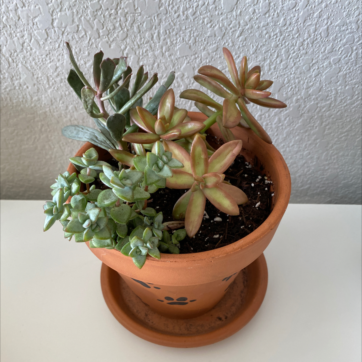 Photo of the plant species Sedum adolphi 'Golden Glow' by @PlanetAnxiety named Sol on Greg, the plant care app