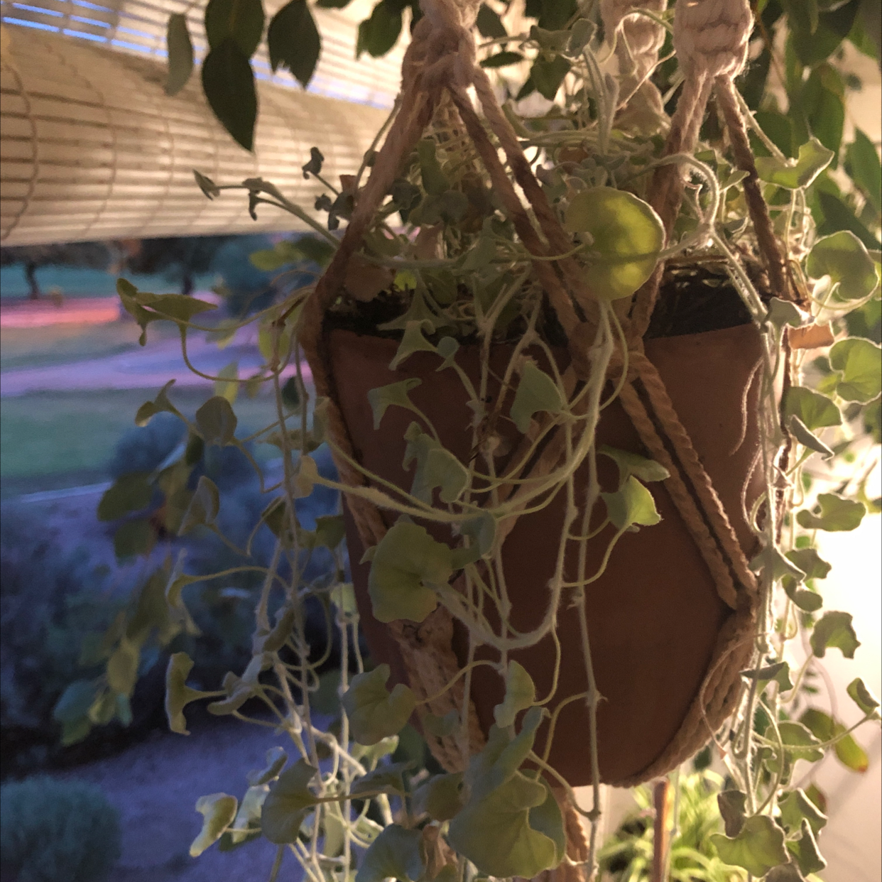 Hanging Silver Ponysfoot plant with some yellowing leaves in a pot.