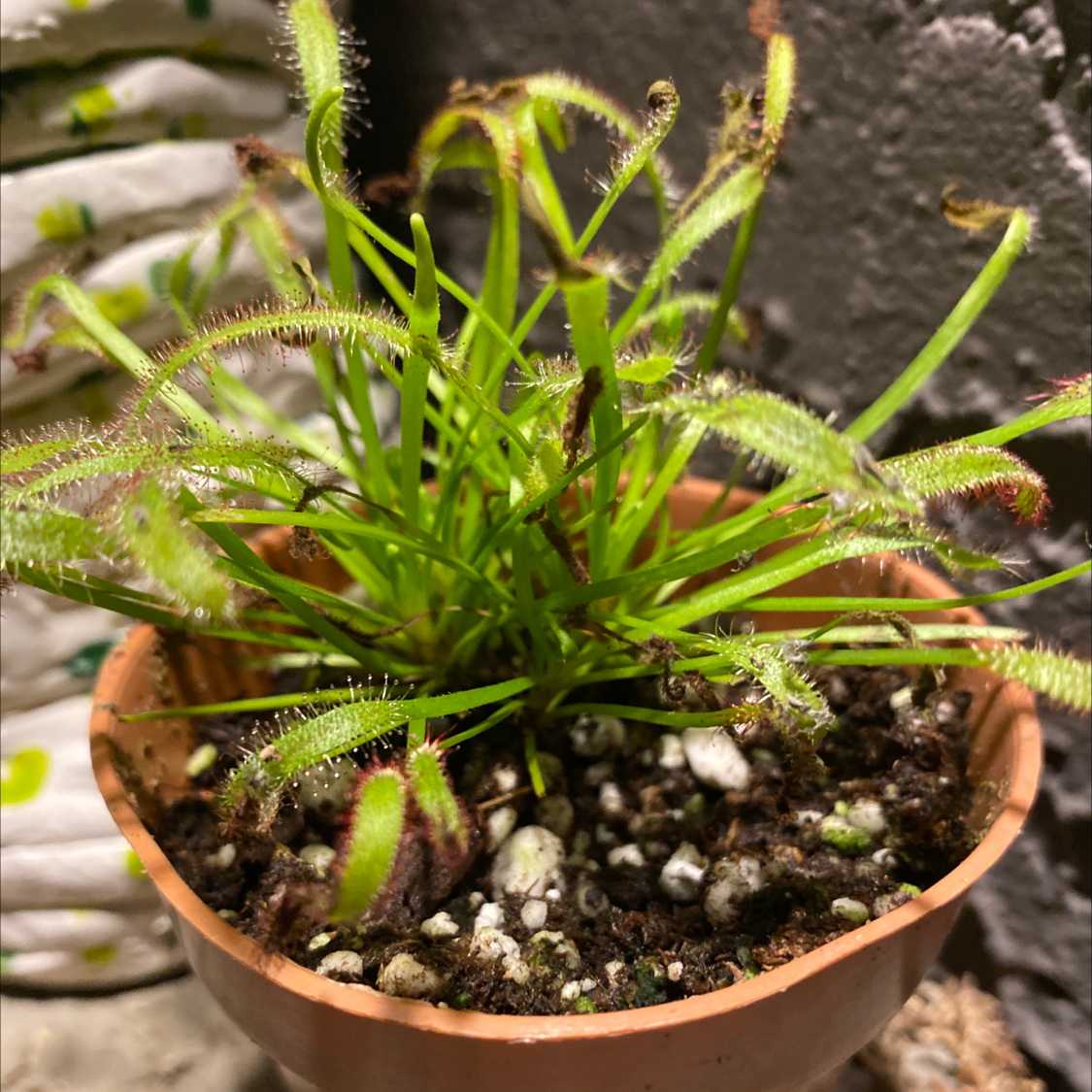 Cape Sundew plant in a small pot with visible soil, appears healthy.