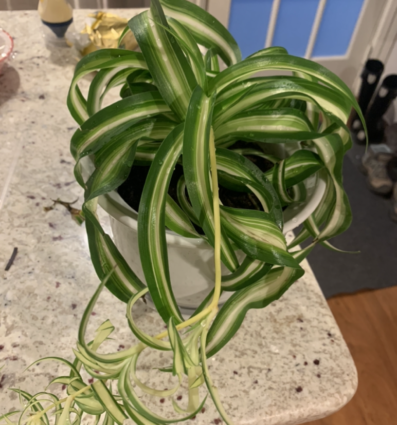 Spider Plant plant photo by Gianna z named Spider plant on Greg, the plant care app.