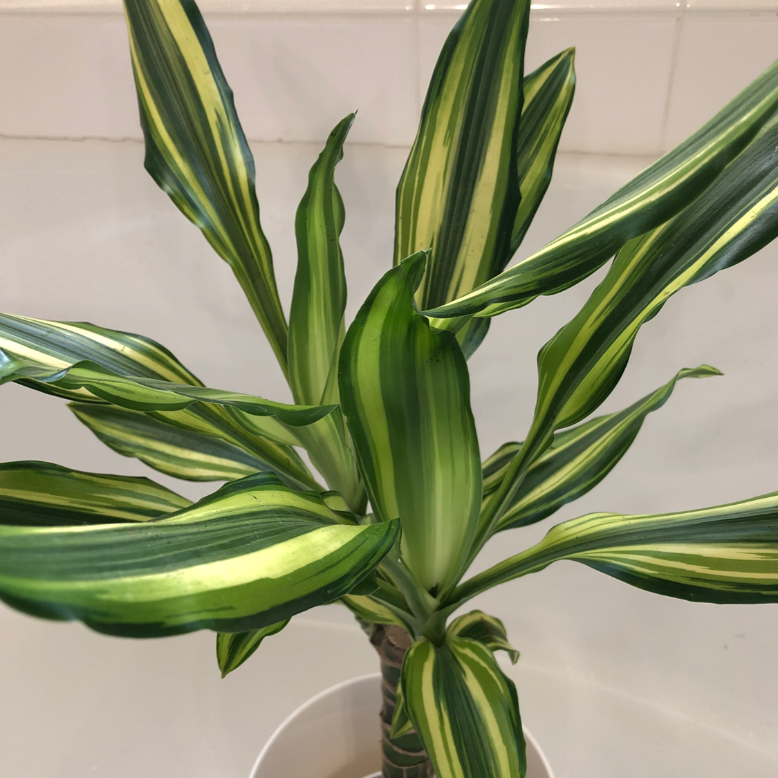 Dracaena 'Sted Sol Cane' plant with vibrant green and yellow striped leaves in a white pot.