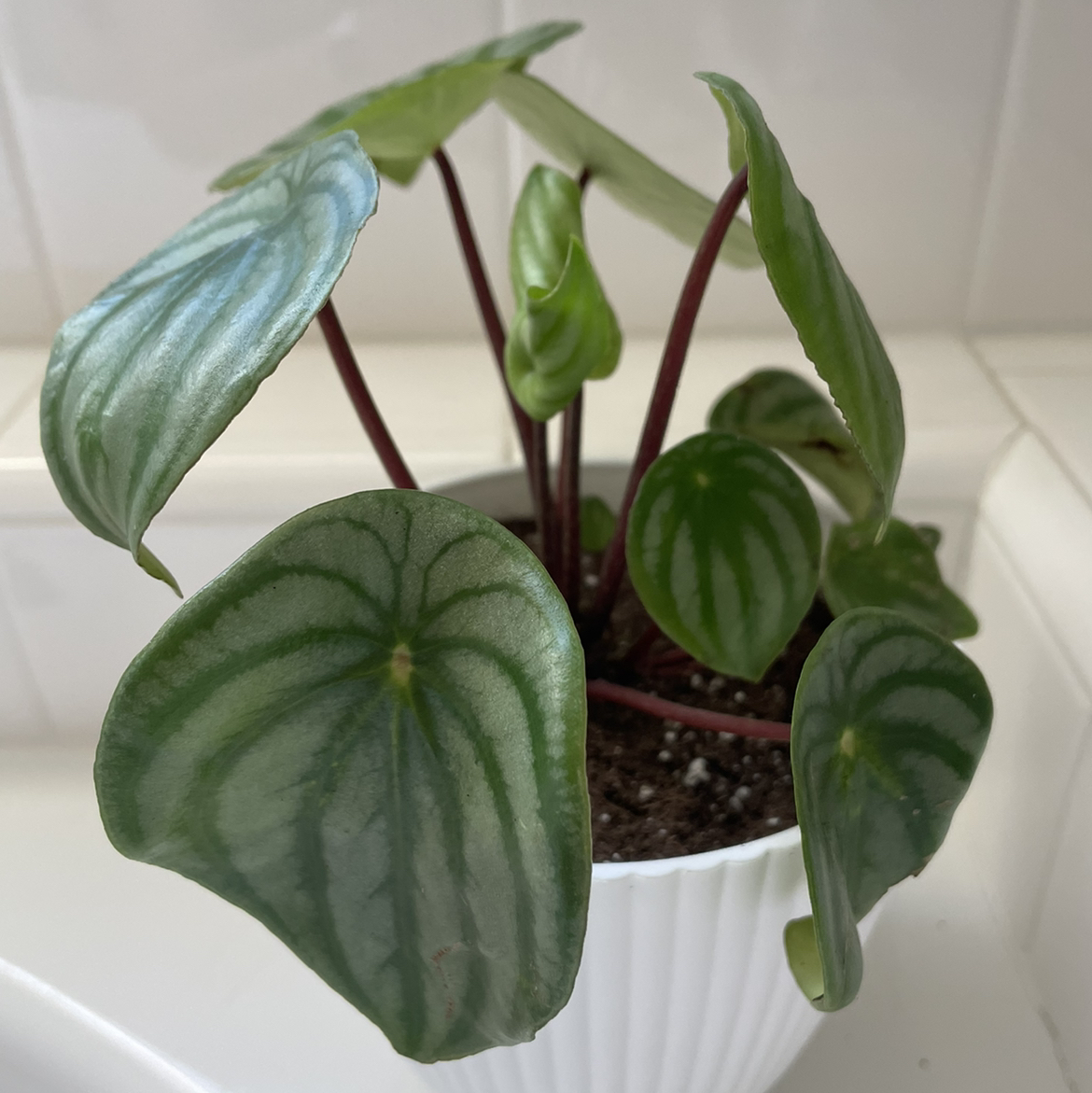 Healthy Watermelon Peperomia plant in a white pot with visible soil.