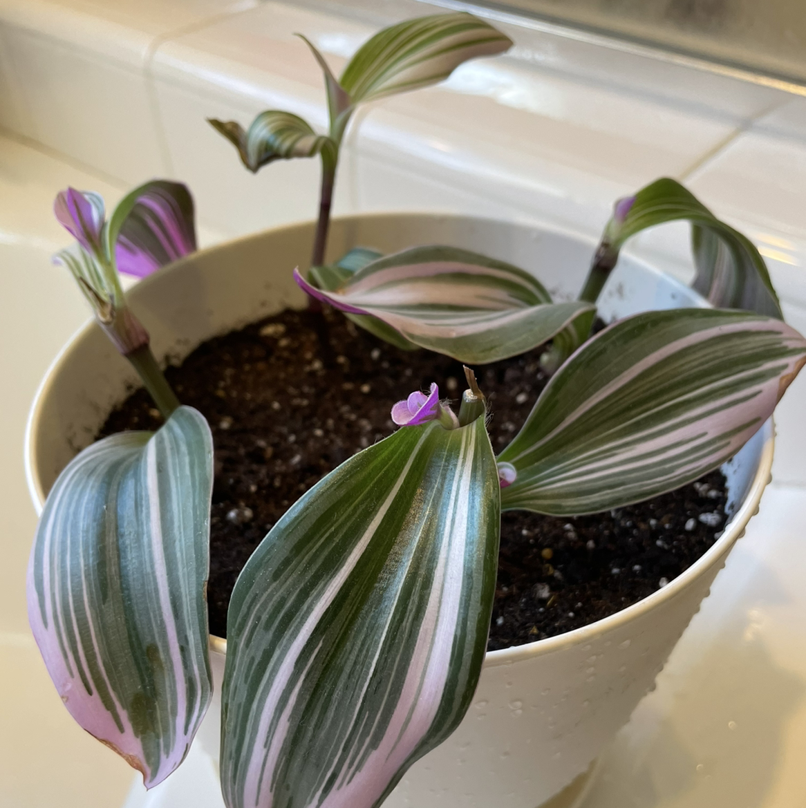 Tradescantia Nanouk plant photo by @Birdgrlkel named Reign on Greg, the plant care app.