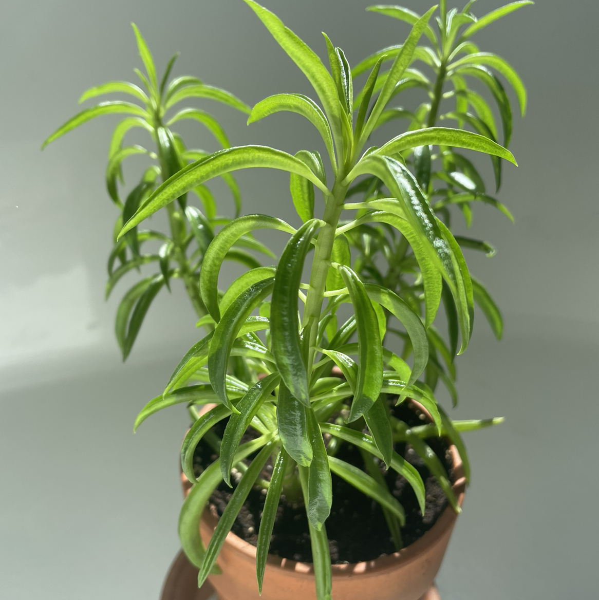 Healthy Pincushion Peperomia plant in a terracotta pot with vibrant green leaves.
