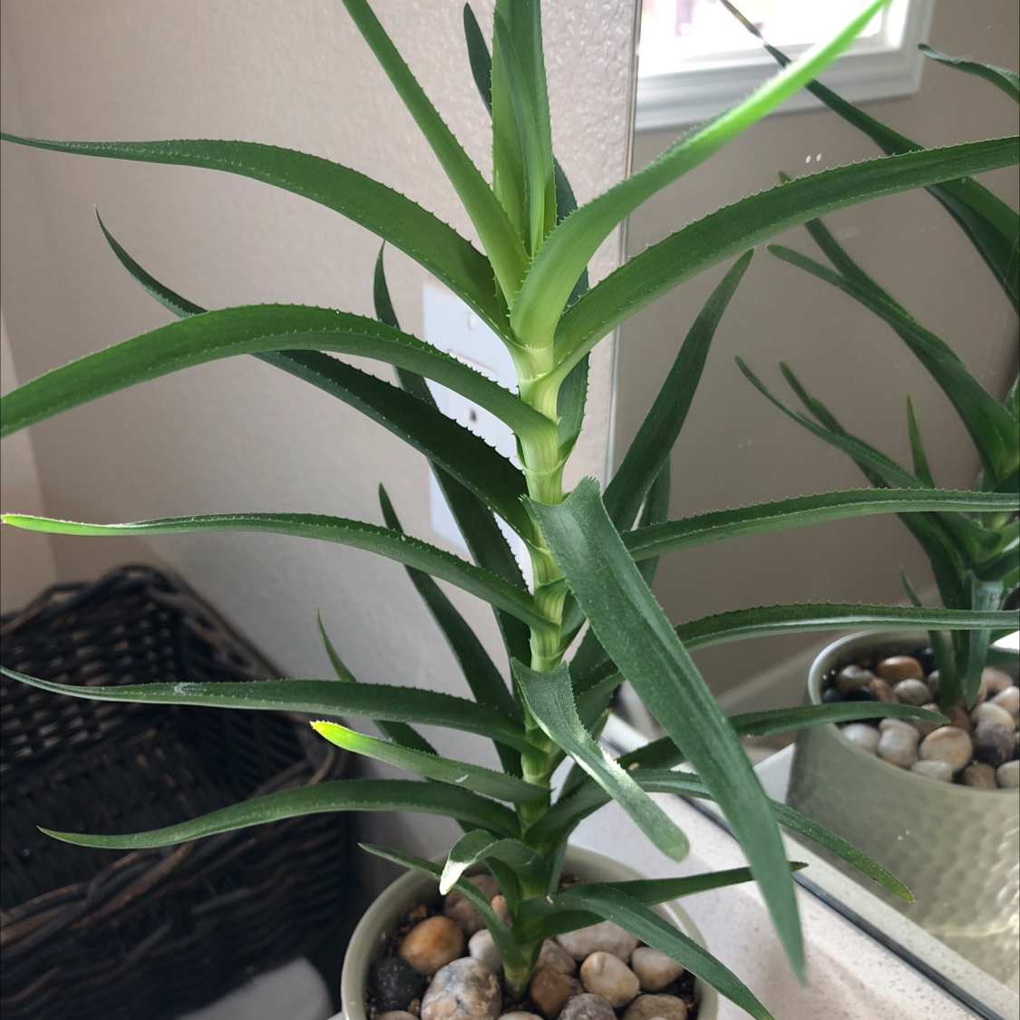 Photo of the plant species Climbing Aloe by @Birdgrlkel named Ally on Greg, the plant care app