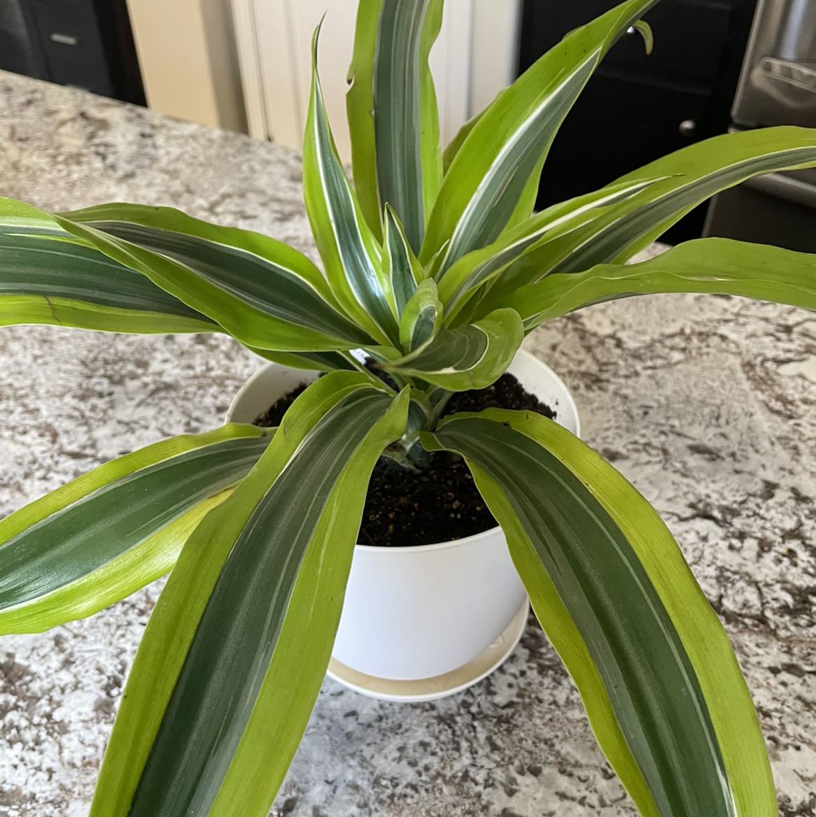 Photo of the plant species Lemon Surprise Dracaena by @Birdgrlkel named Ursula on Greg, the plant care app