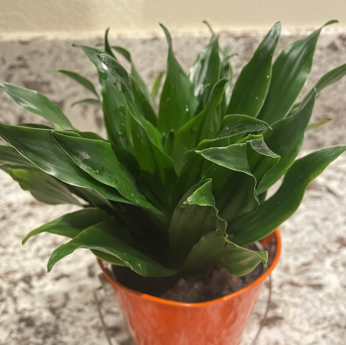 Dracaena 'Janet Craig Compacta' plant in an orange pot with healthy green leaves.