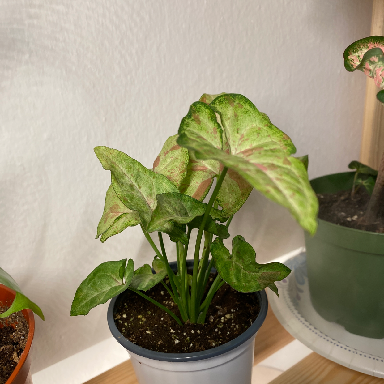 Confetti Syngonium plant in a pot with healthy green and pinkish leaves.