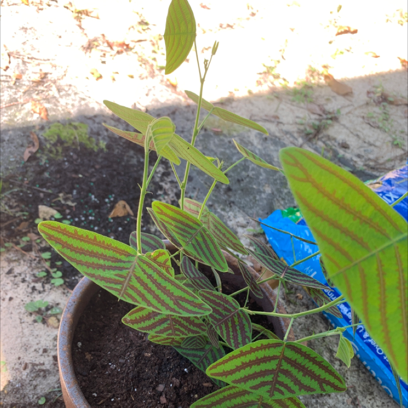 Photo of the plant species Swallowtail Plant by Sarah named mr. worldwide on Greg, the plant care app