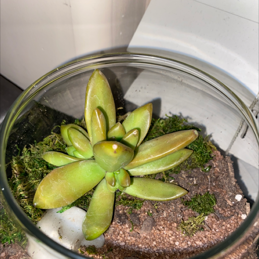 Sedum adolphi 'Golden Glow' plant photo by Diego named Globnar on Greg, the plant care app.