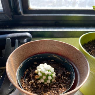 Arizona Snowcap Cactus plant in Somewhere on Earth