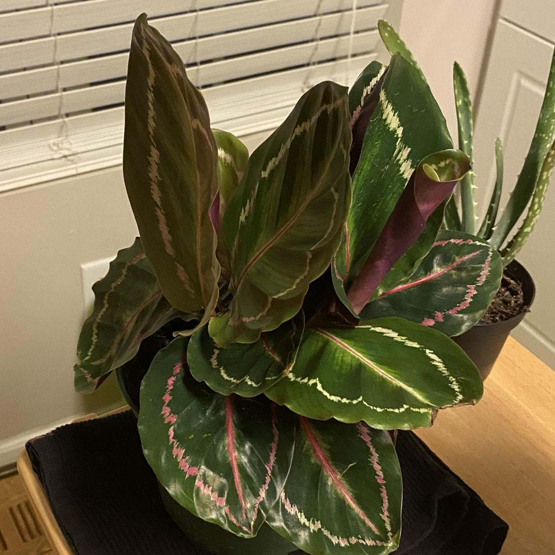 Rose Calathea plant photo by @TBaby named Rosie on Greg, the plant care app.