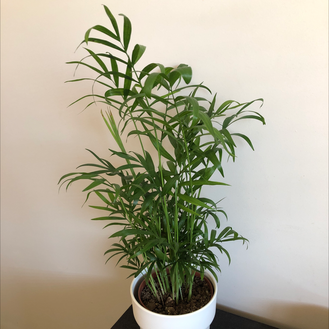 Parlour Palm plant photo by @Eric.cai named Your plant on Greg, the plant care app.
